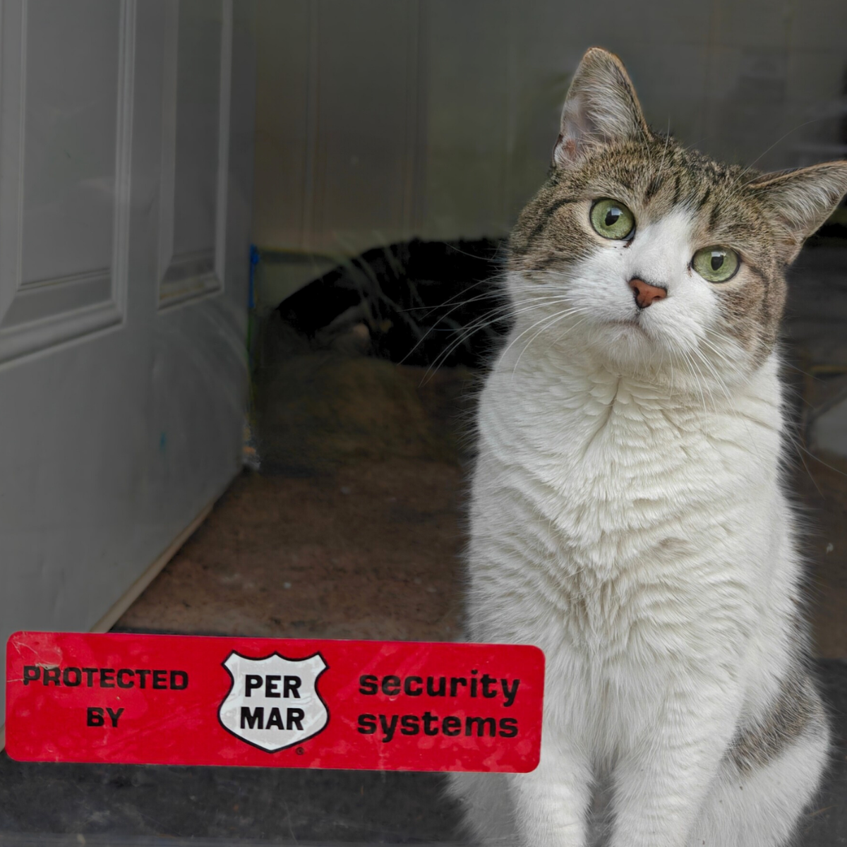 cat sitting behind a protected by per mar sticker