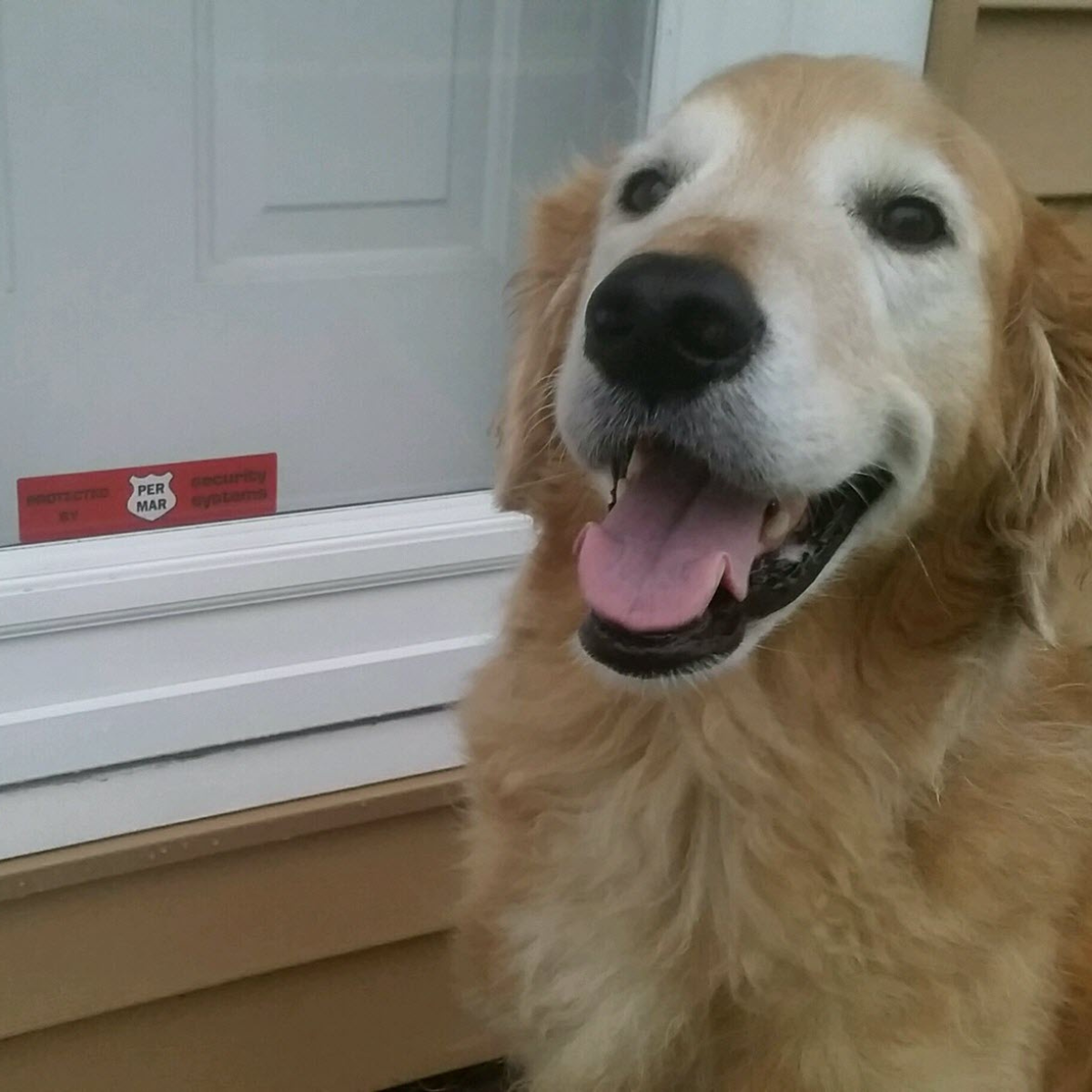dog sitting in front of protected by per mar sticker