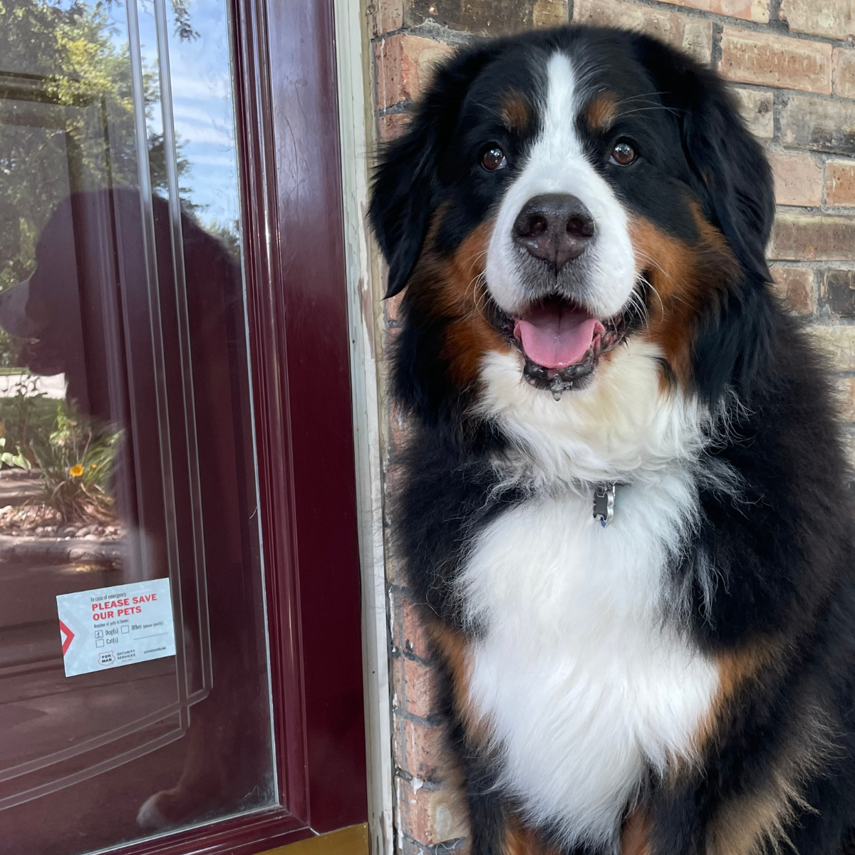 dog sitting in front of protected by per mar sticker