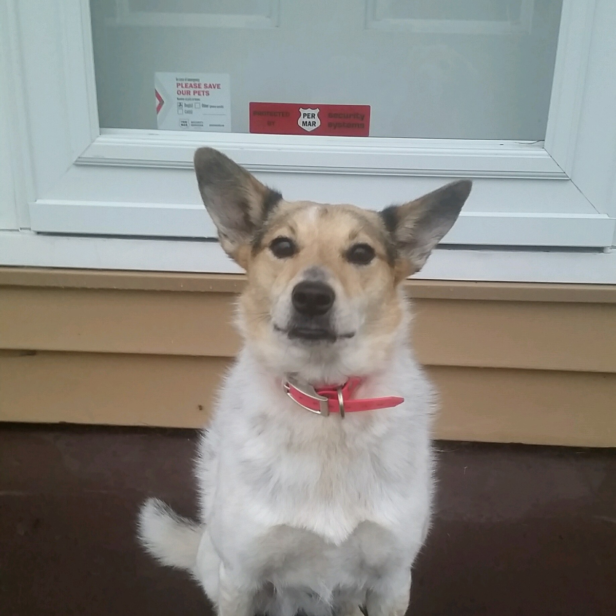 dog sitting in front of protected by per mar sticker