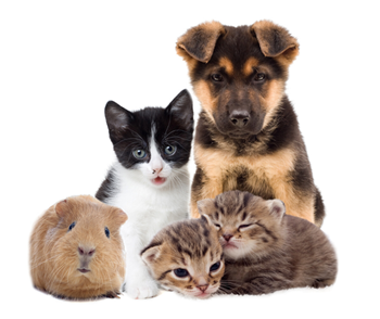 National Pet Day - Dog, cats and rabbit together in image
